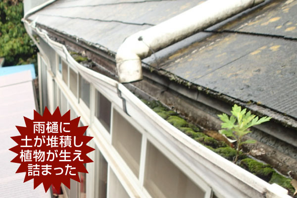 雨樋に土が堆積し植物が生え詰まった